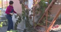 Обрізка живоплоту з хмелю обрізка
