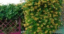Обрізка живоплоту з хмелю ділянки