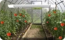 оранжерийно зеленчукови култури