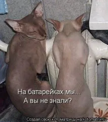 Одяг для кішки своїми руками кішки