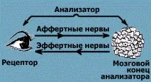 сензацията нейните