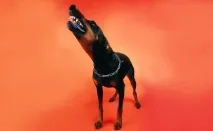 приятели