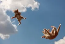 котките падат