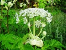 hogweed hogweed