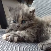 костни фрактури