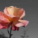 Pixelmator Виборче перетворення на чорно-білу фотографію, Цифрова фотографія чорно-білу