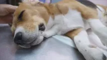 мъжката плюсове