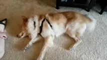 имат защо