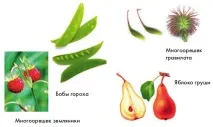 едносеменни плодове части цветето