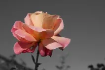 Pixelmator Виборче перетворення на чорно-білу фотографію, Цифрова фотографія чорно-білу