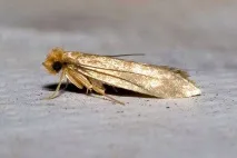 Платтяна міль (Tineola bisselliella) фото сукняна міль, як утворюються пошкодження, зроблені платтяна
