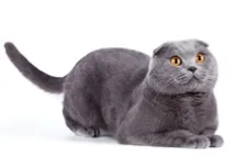 развъдник котки