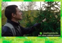 Чому на сироїдженні тягне на природу 4 стадії тяги до природи! чому