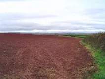 техните кестенови