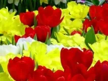 нарича шампоан сълзи