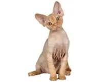 Град Собственик котки