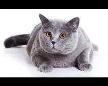 развъдник котки