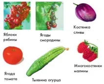 плодове Сочни плодове