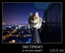 Чому коти не бояться висоти бояться
