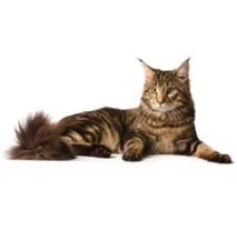 котки Град Собственик