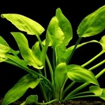 Чому рослини в акваріумі жовтіють жовтіють