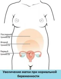 първа първа