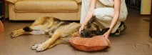 кучетата имат