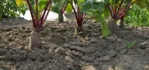 Посів буряків, Вирости сад! посів