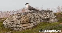 птица тези птици