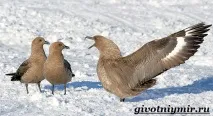 тези птици скуа