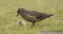 птица скуа