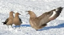 поморник