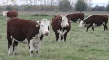 Популярні м’ясні породи корів, Агропромисловий вісник породи