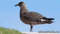 тези птици птица