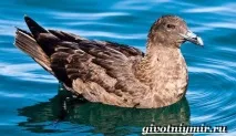птица скуа