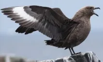 stercorariidae
