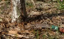 Полив дерев та чагарників восени - стаття від користувача ОБІ Клубу восени