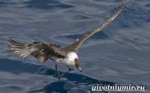 скуа тези птици