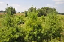 тези дървета засаждане