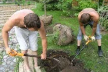Посадка яблуні восени яблуні