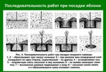 дърво лятна
