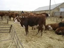 Популярні м’ясні породи корів, Агропромисловий вісник породи