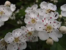сапунерката сапунерката
