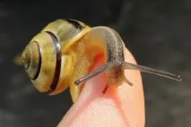 секрет секрет