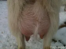 една казва италиански