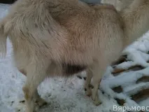 една поддадена
