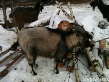 една коза