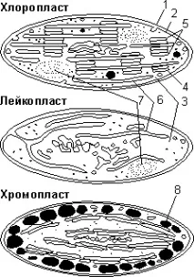 двумембранни митохондрии