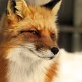 Проблема зі старим котом старим