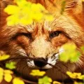 Проблема зі старим котом старим